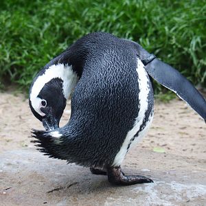 African penguin (Spheniscus demersus), 2020-05-24