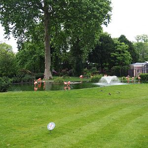 American flamingo exhibit, 2020-05-24