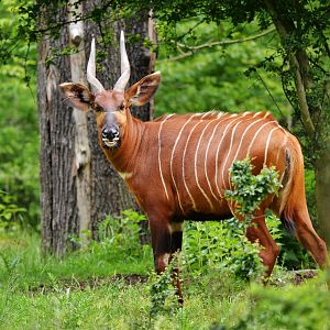 Eastern bongo