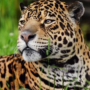 Jaguar
