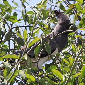 White-bellied Go-Away-Bird (Corythaixoides leucogaster)