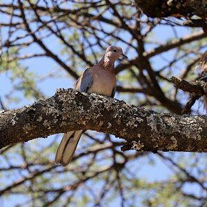 Laughing Dove (Streptopelia senegalensis)