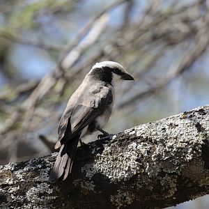 White-rumped Shrike (Eurocephalus ruppelli) ID?