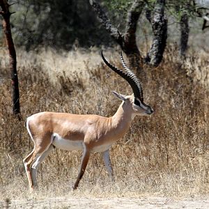 Bright's Gazelle (Nanger notata) male