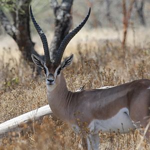 Bright's Gazelle (Nanger notata) male
