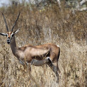 Bright's Gazelle (Nanger notata) female