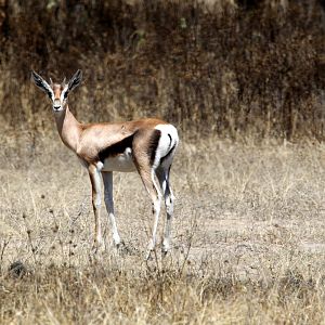Bright's Gazelle (Nanger notata) young