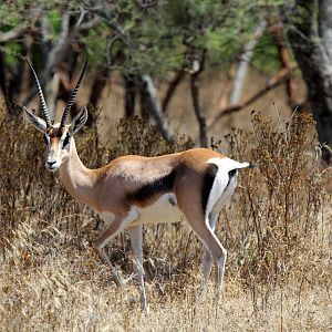 Bright's Gazelle (Nanger notata) female