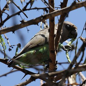 Red-bellied parrot (Poicephalus rufiventris)