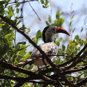 Northern red-billed hornbill (Tockus erythrorhynchus)
