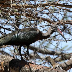 Hadada ibis (Bostrychia hagedash)