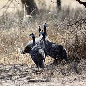 helmeted guineafowl (Numida meleagris)