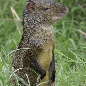 Azara's agouti
