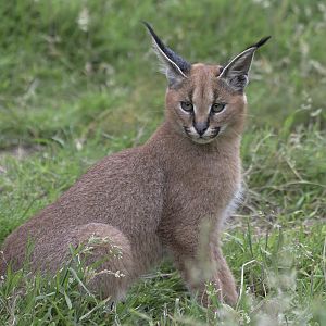 Caracal kitten