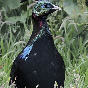 Himalayan monal