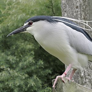 Black-crowned night heron