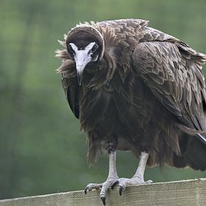 Hooded vulture
