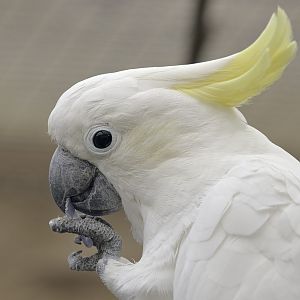Newly arrived cockatoo