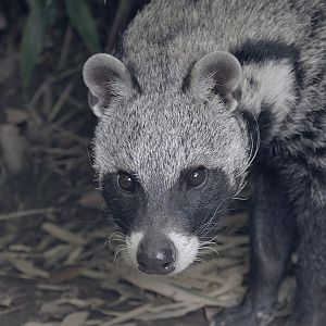 African civet