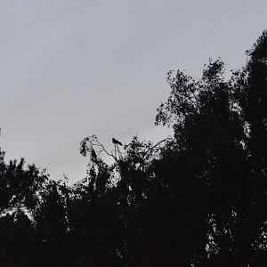 European Nightjar, Budby Heath 6th July 2020