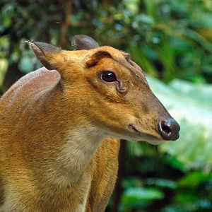 Indian Muntjac