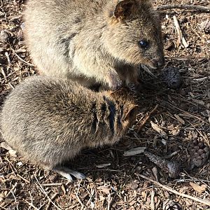 Quokka (Setonix brachyurus) - Rottnest Island
