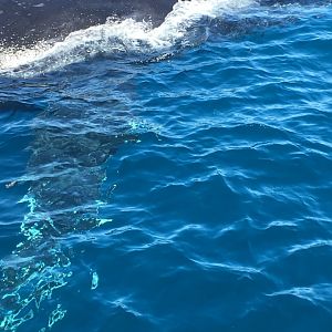 Humpback whale (Megaptera novaeangliae) - Perth