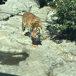 Sumatran tiger (Panthera tigris sumatrae)