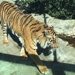 Sumatran tiger (Panthera tigris sumatrae)