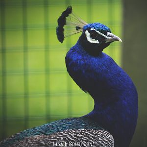 peacock