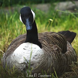 Canada Goose