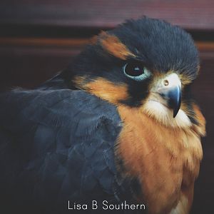 Aplomado Falcon