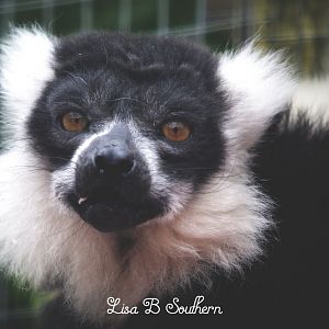 Black and White ruffed lenur