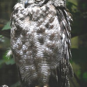 Vermiculated Eagle Owl