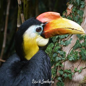 Wrinkled Hornbill