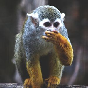 Squirrel Monkey
