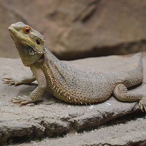 Central Bearded dragon