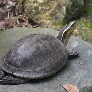 Amboina Box turtle