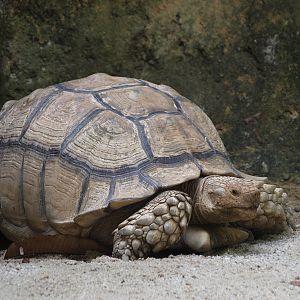 African Spurred tortoise