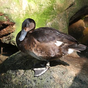 Baer's pochard