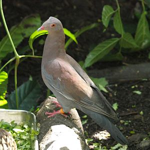 Peruvian pigeon