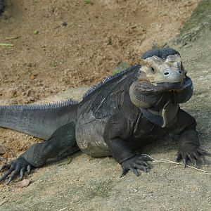 Rhinoceros Iguana