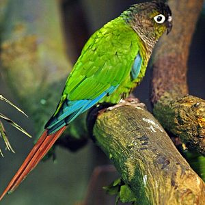 Green-cheeked conure?