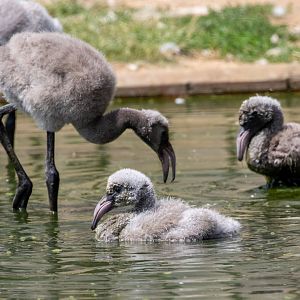 Greater Flamingo chicks / Hamerton / 17-6-20
