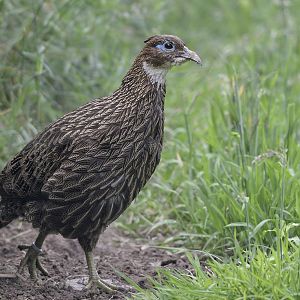 Himalayan monal hen
