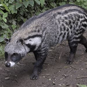 African civet