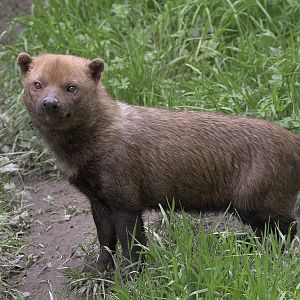 Bush dog