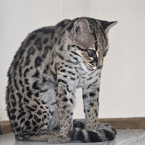 Margay