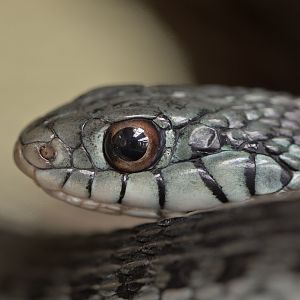 Blue-striped garter snake