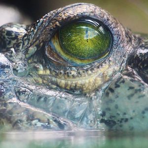 Indian Gharial